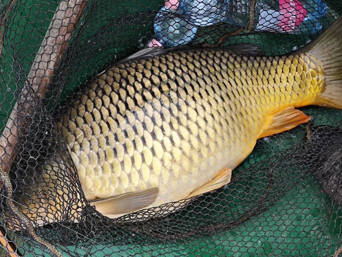 Gabóca 20kg feletti ponttyal a Tisza-tavon