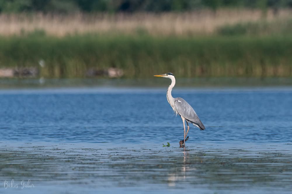 Tisza-tavi madárélet