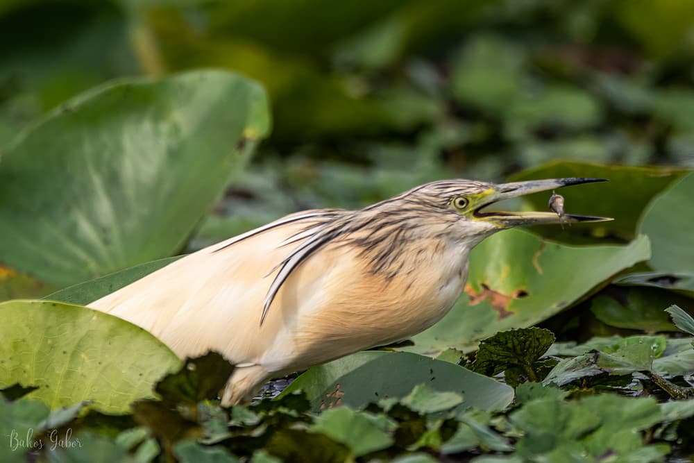 Tisza-tavi madárélet