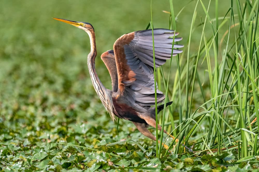 Tisza-tavi madárélet