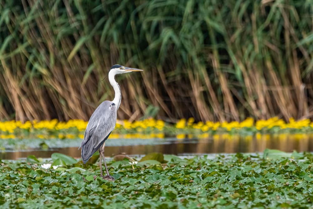 Tisza-tavi madárélet