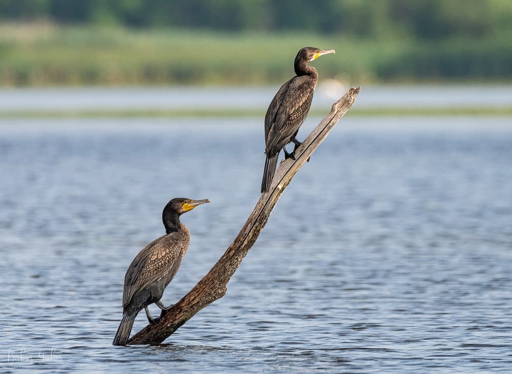 Tisza-tavi madárélet