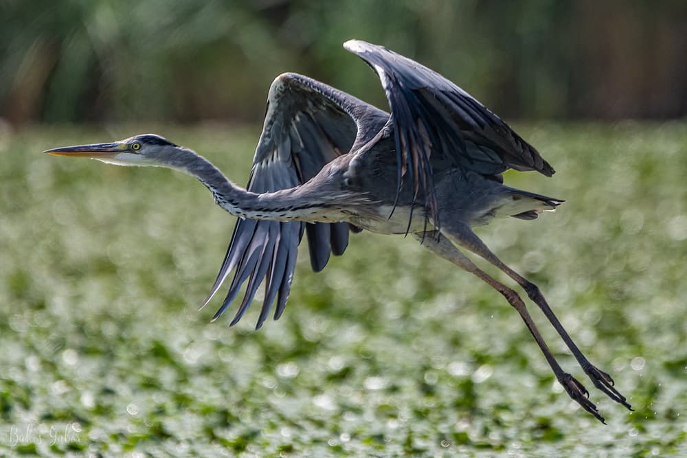 Tisza-tavi madárélet