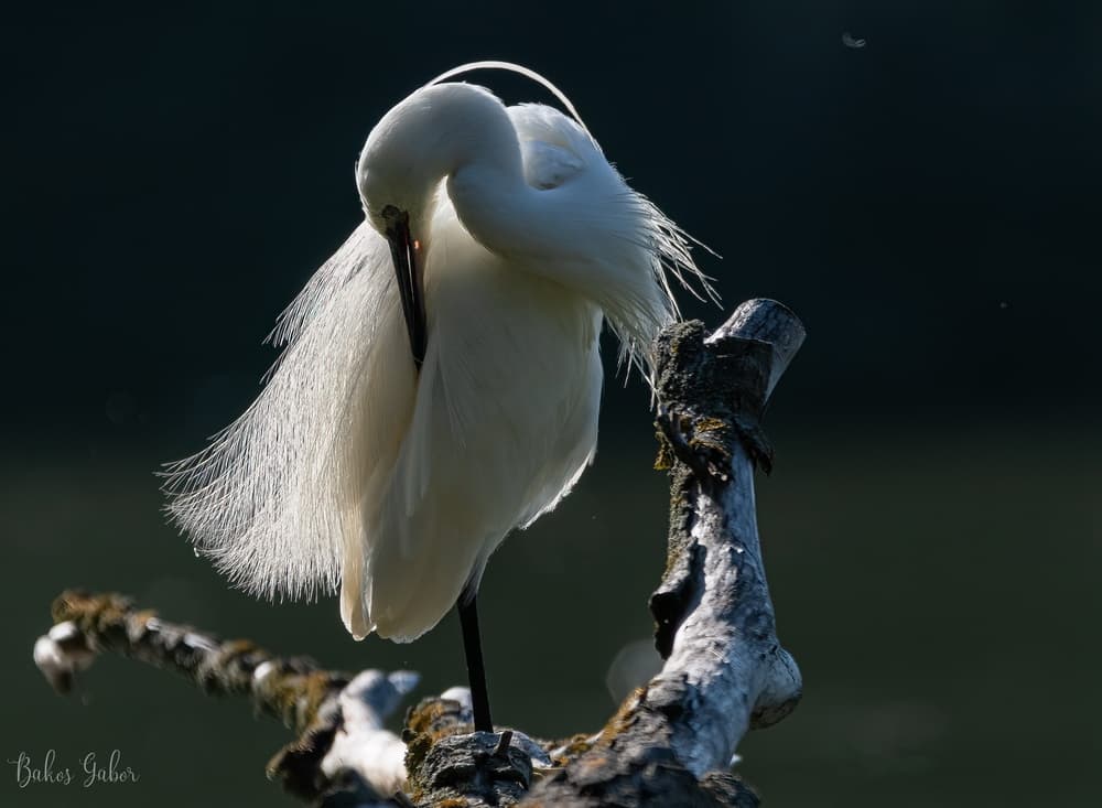 Tisza-tavi madárélet