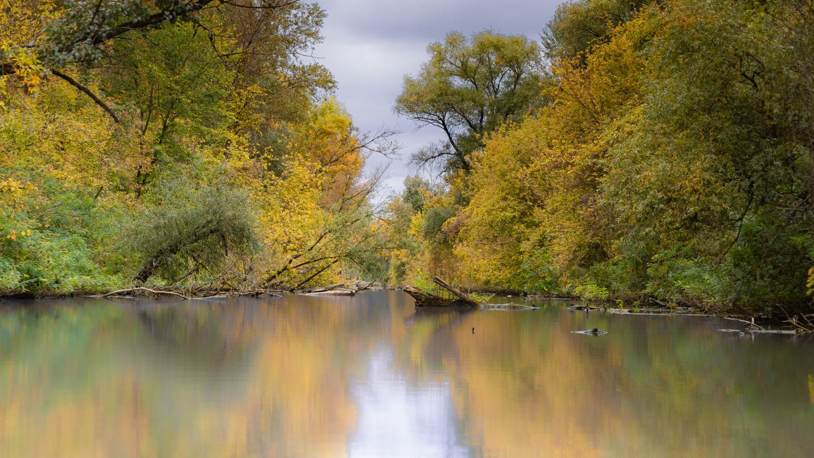 Vadregényes csatorna a Tisza-tavon