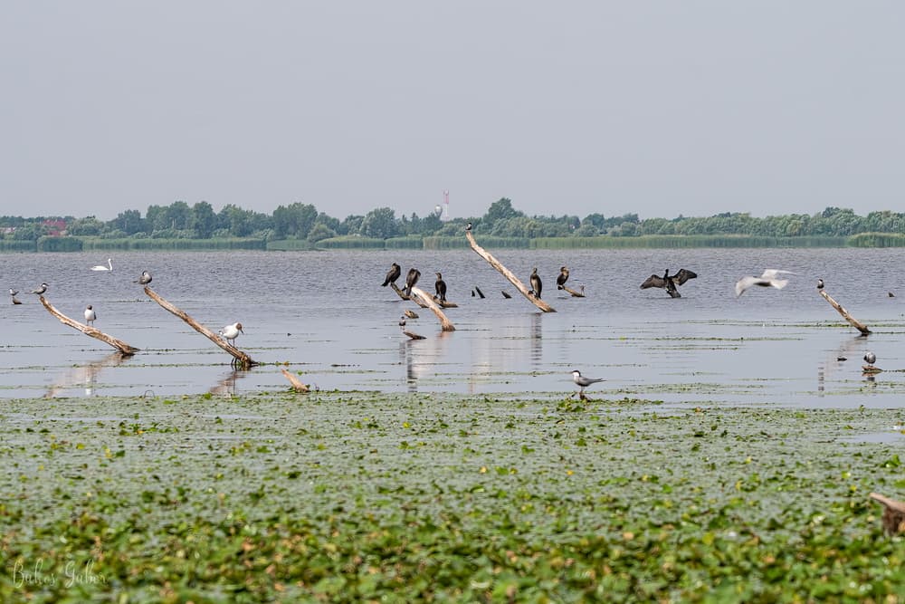Madarak a Tisza-tó nádasában