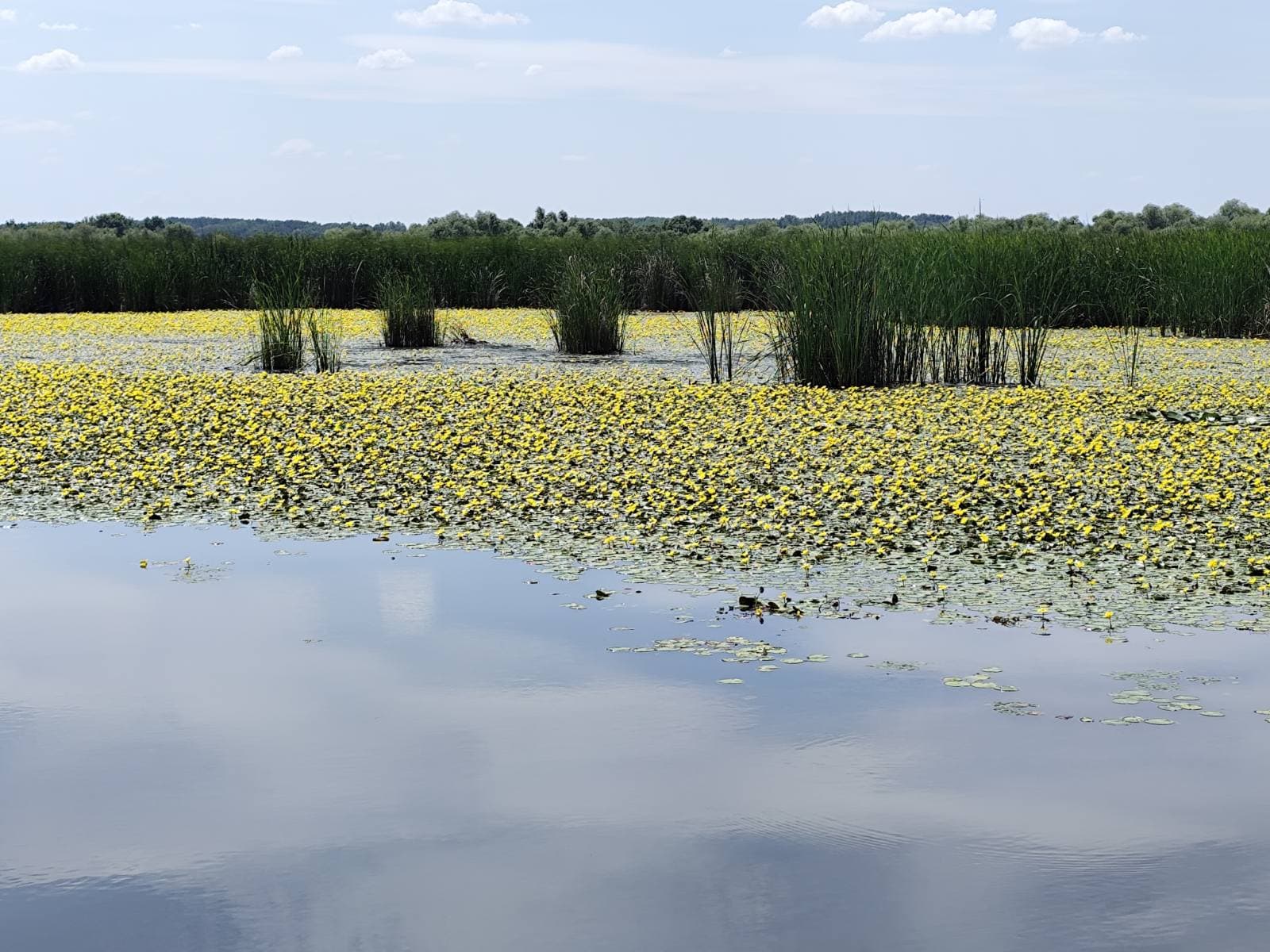 Tündérfátyol szőnyeg