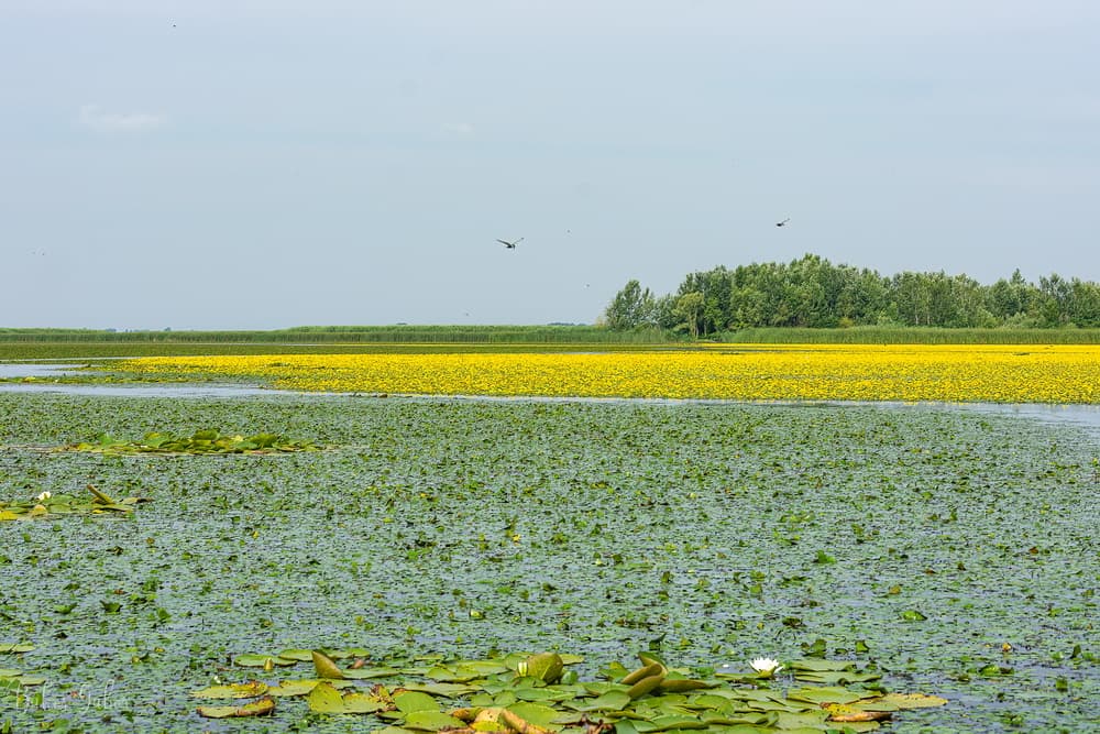 Virágok a Tisza-tavon