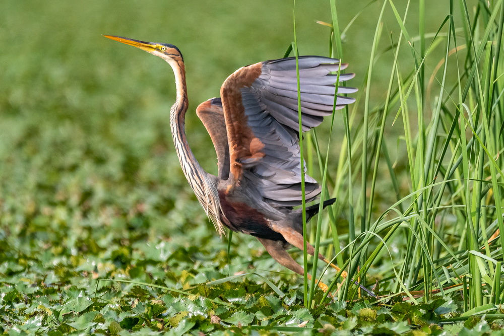 Tisza-tavi madárélet