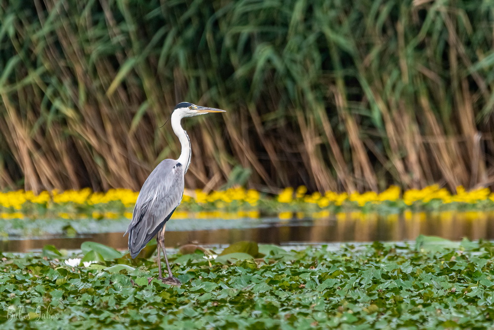 Tisza-tavi madárélet