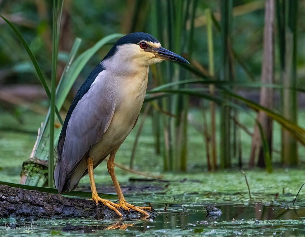 Tisza-tavi madárélet