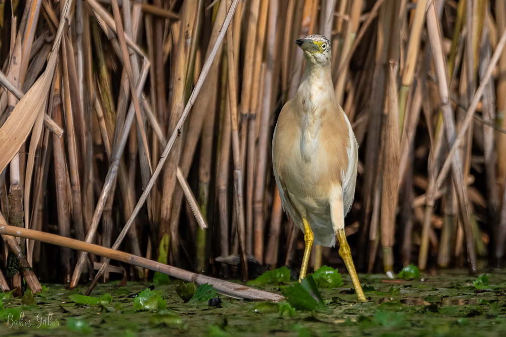 Tisza-tavi madárélet