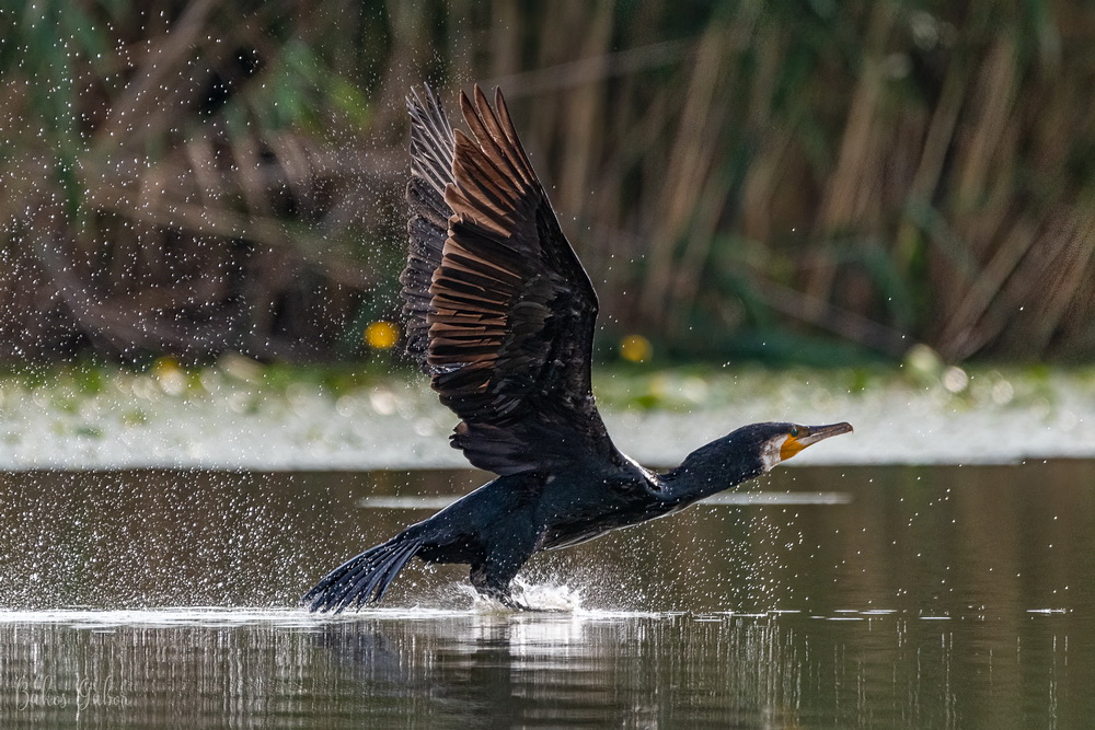 Tisza-tavi madárélet
