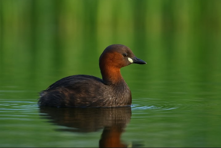 Vörösnyakú vöcsök a Tisza-tavon