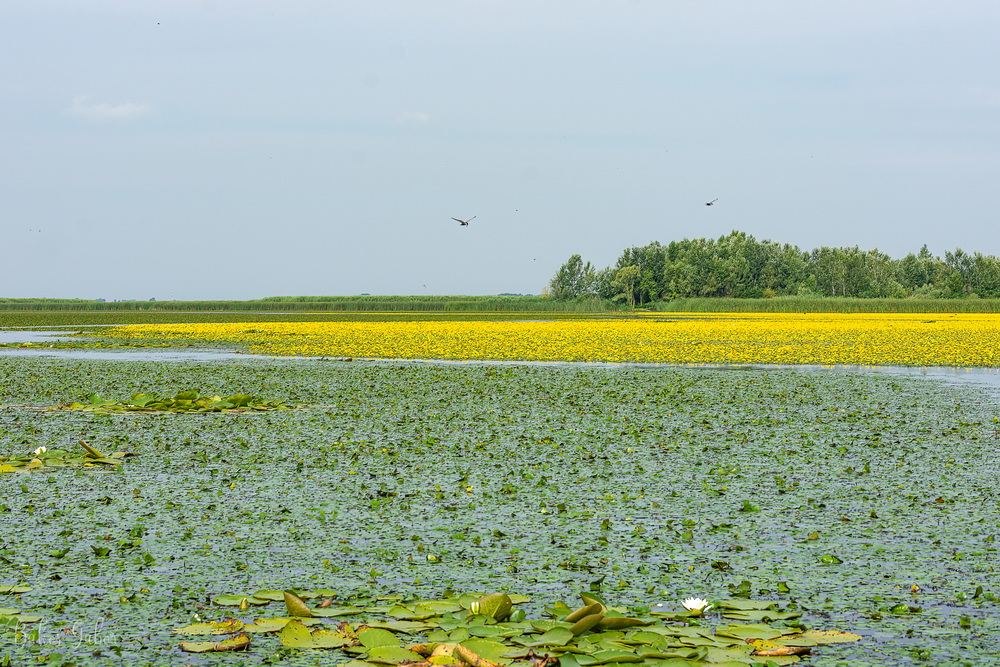 Virágok a Tisza-tavon